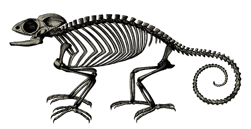 Chameleon Skeleton