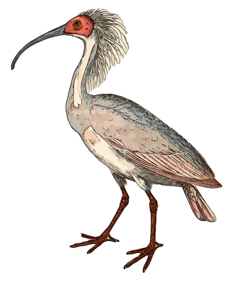 Crested Ibis