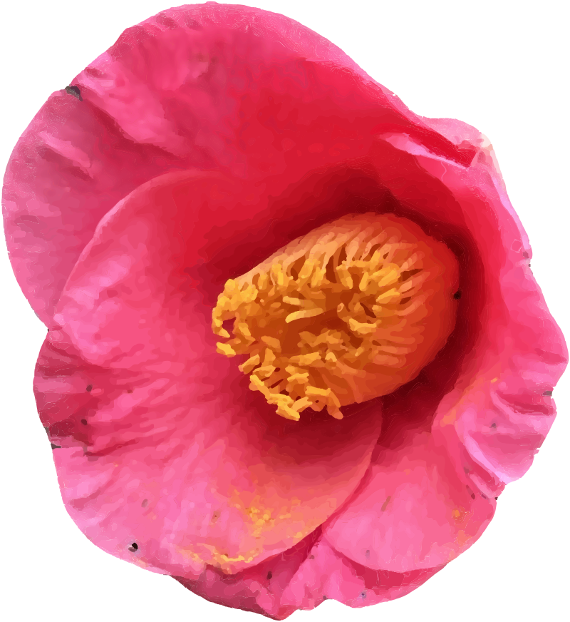 Camellia