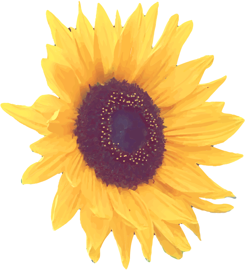 Another Sunflower