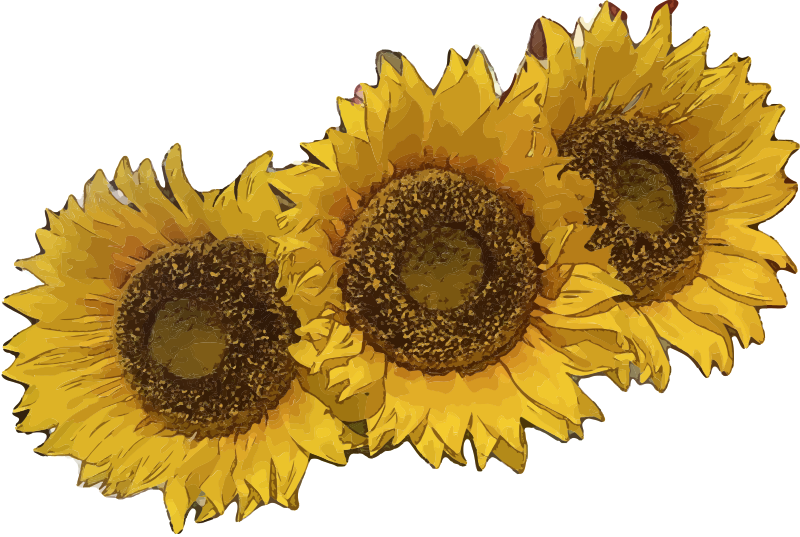 Three Sunflowers