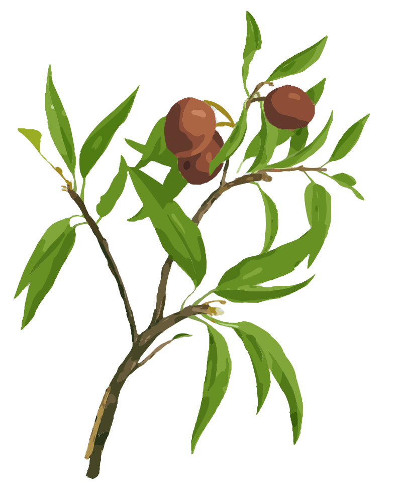 Sapodilla