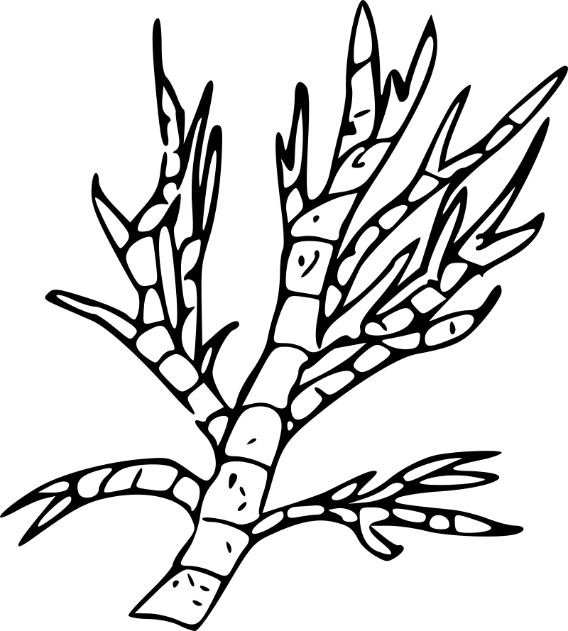 freshwater green algae