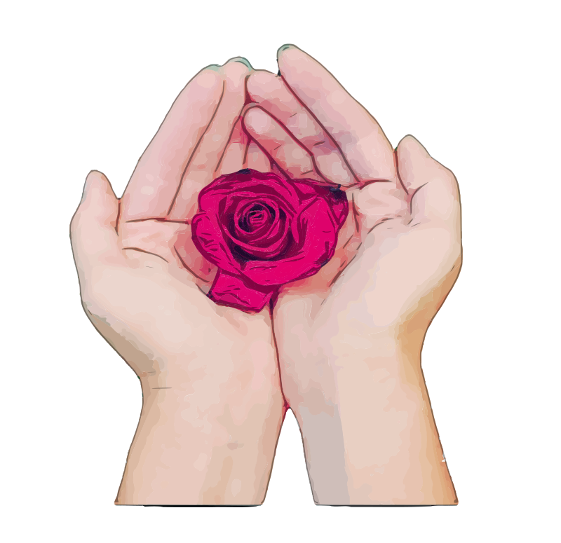 Hands Hold a Rose