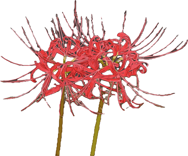 Two Red Spider Lilies