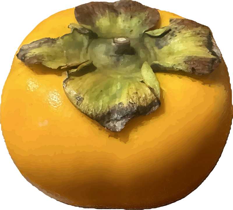 Persimmon