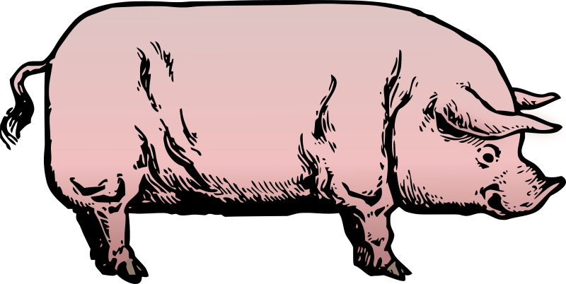 Pig Drawing - Colour Remix