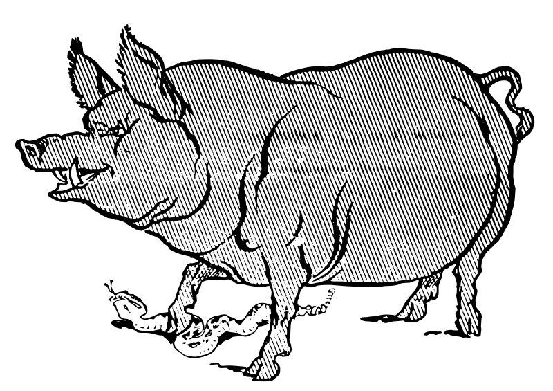 Pig Steps on a Snake