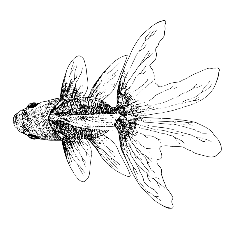 Top View of a Goldfish