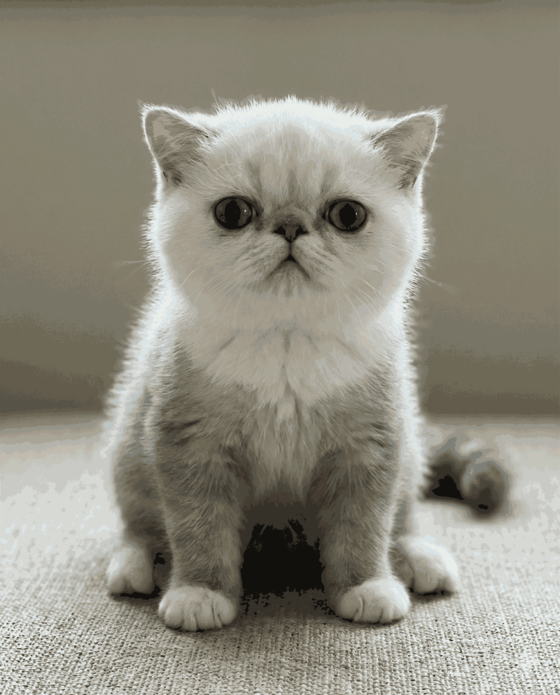 Realistic Sitting Kitty 