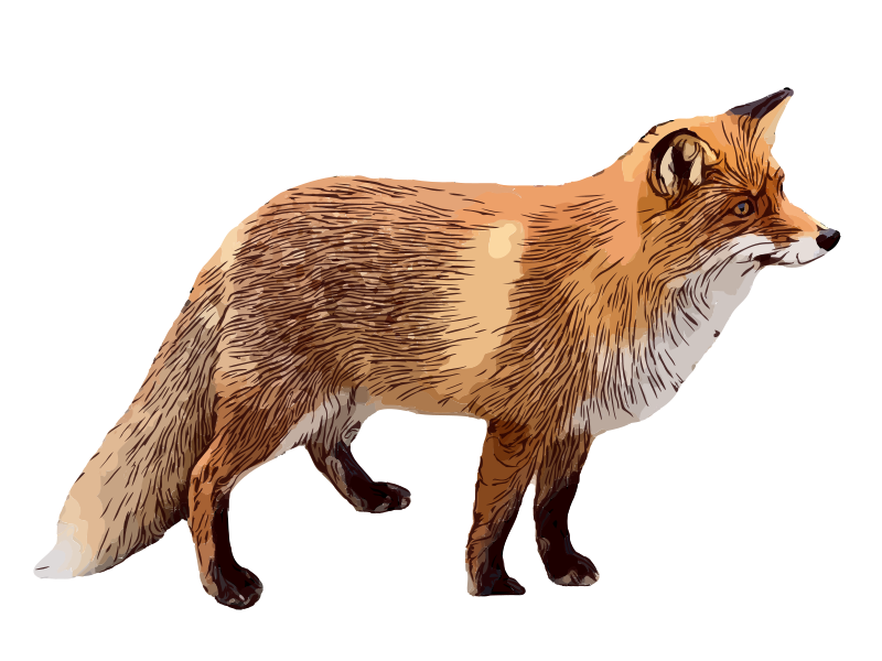 Fox