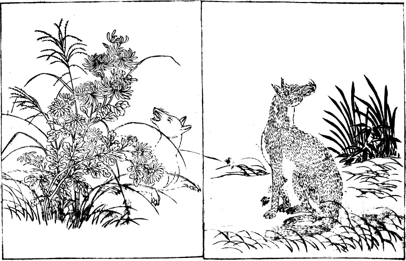 Foxes and Chrysanthemums