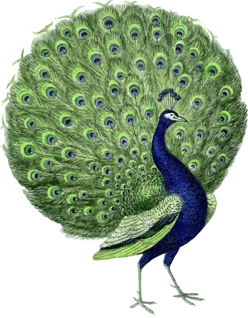 Peacock