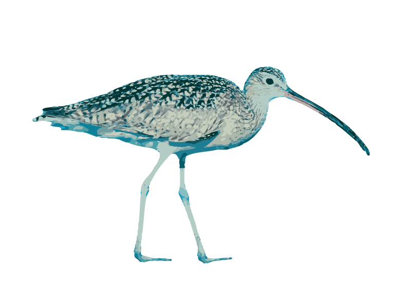 Sandpiper