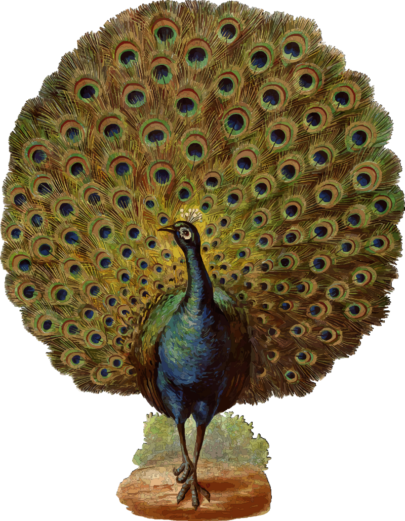 Peacock 2