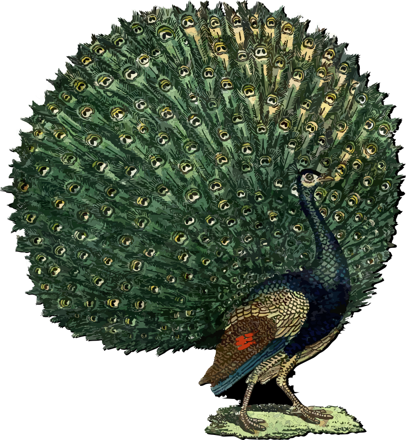 Peacock 3