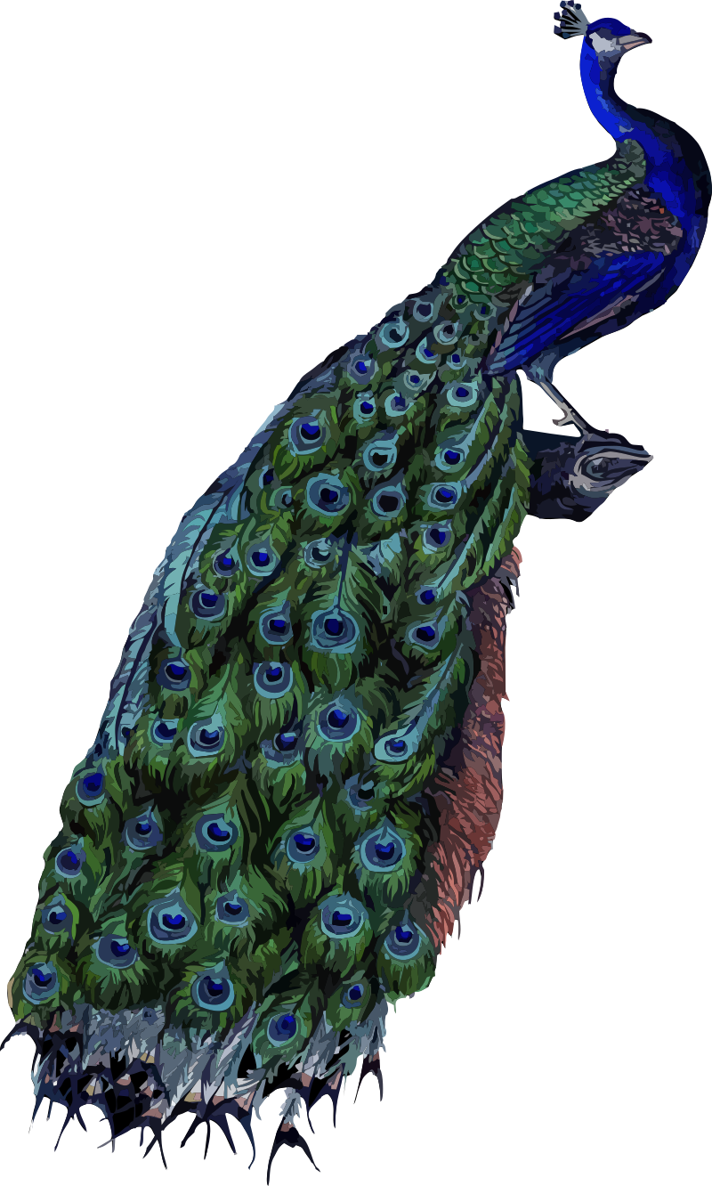 Peacock 4
