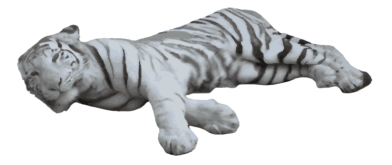 Sleeping White Tiger