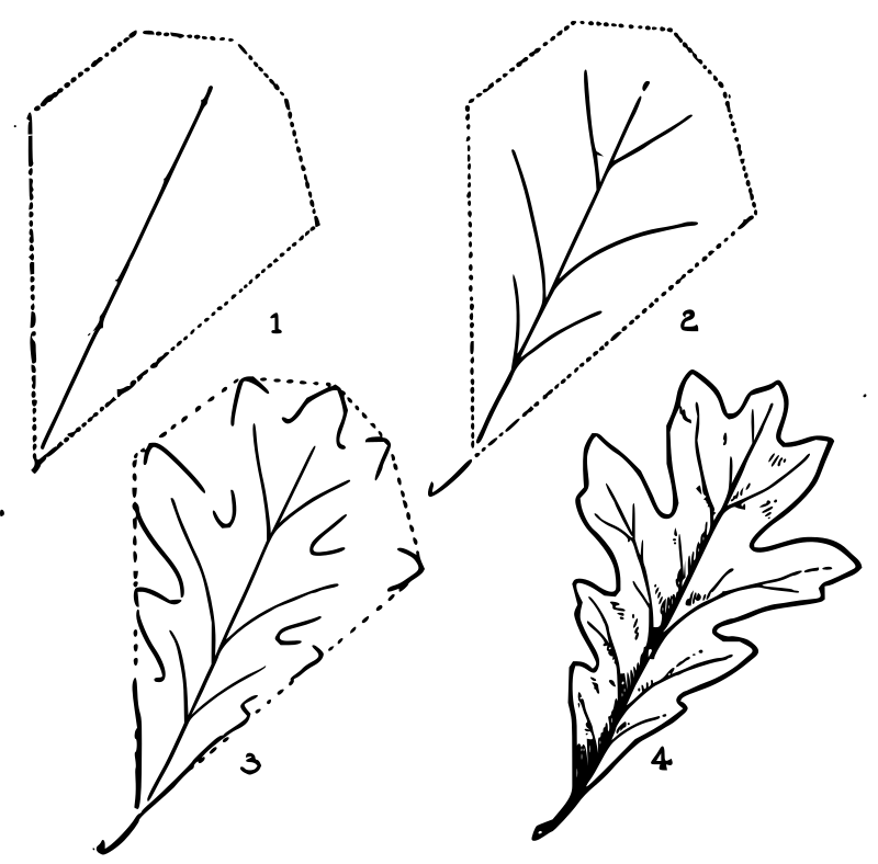 Lutz - Oak leaf - in 4 steps