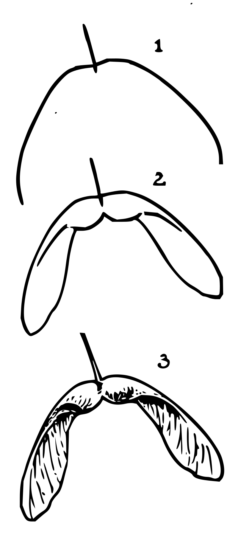 Lutz - Maple seed - in 3 steps