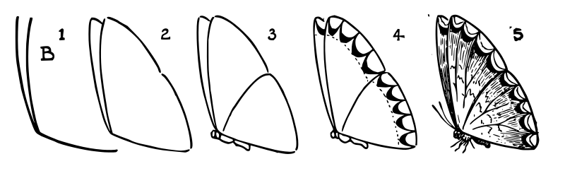 Lutz - Butterfly B - in 5 steps