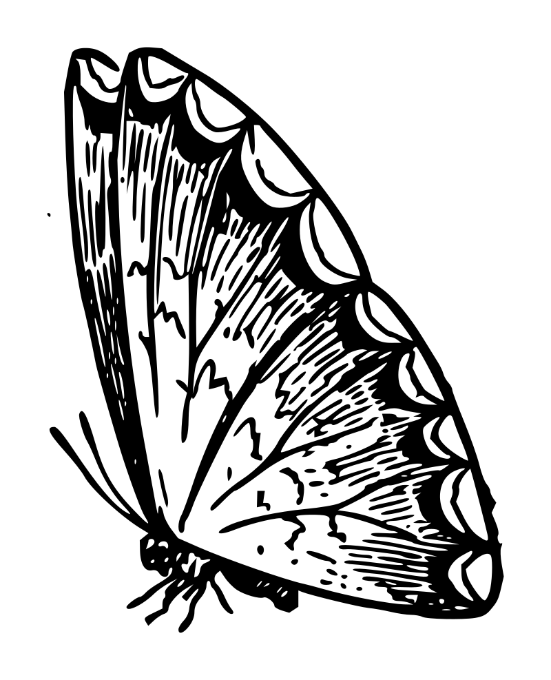 Lutz - Butterfly B - outline