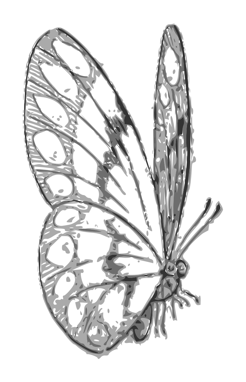 Lutz - Butterfly C - grayscale