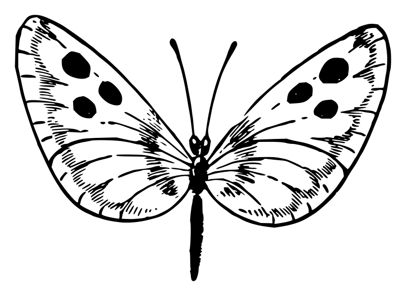 Lutz - Butterfly D - outline