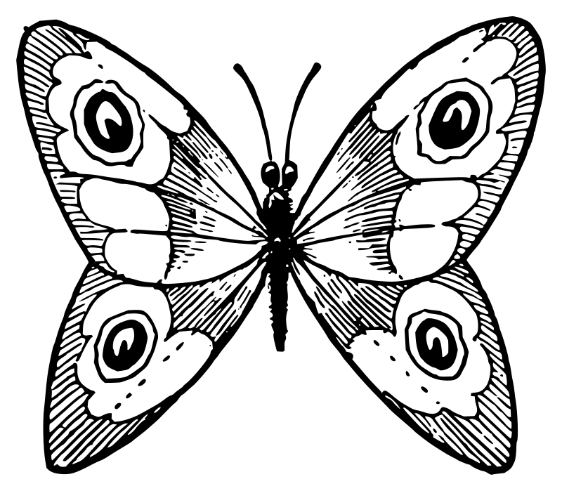 Lutz - Butterfly E - outline