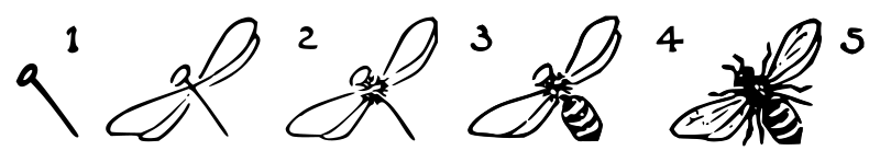 Lutz - Bee 2 - in 5 steps