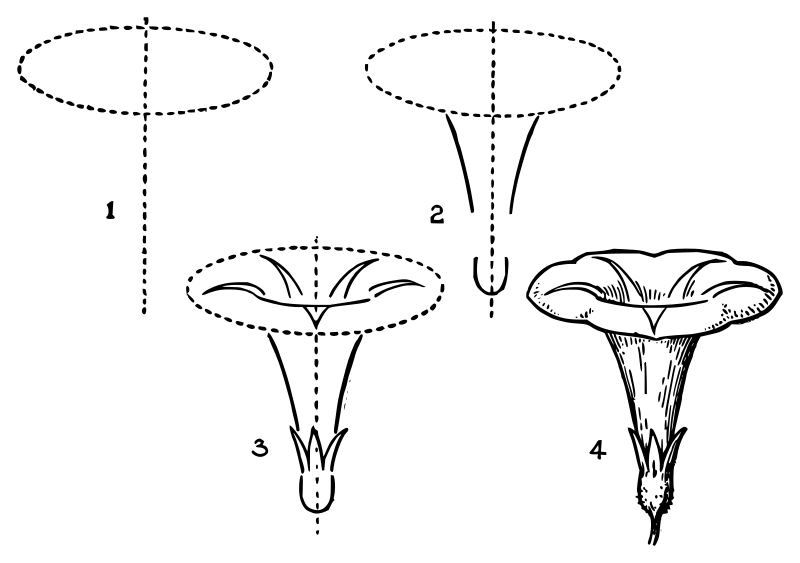 Lutz - Morning Glory - in 4 steps