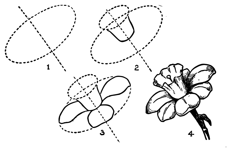 Lutz - Narcissus - in 4 steps