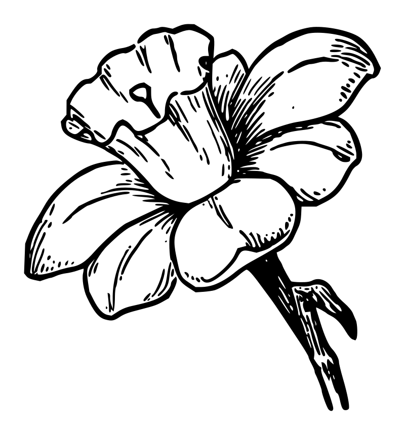 Lutz - Narcissus - outline