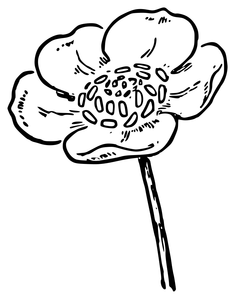 Lutz - Buttercup 1 - outline