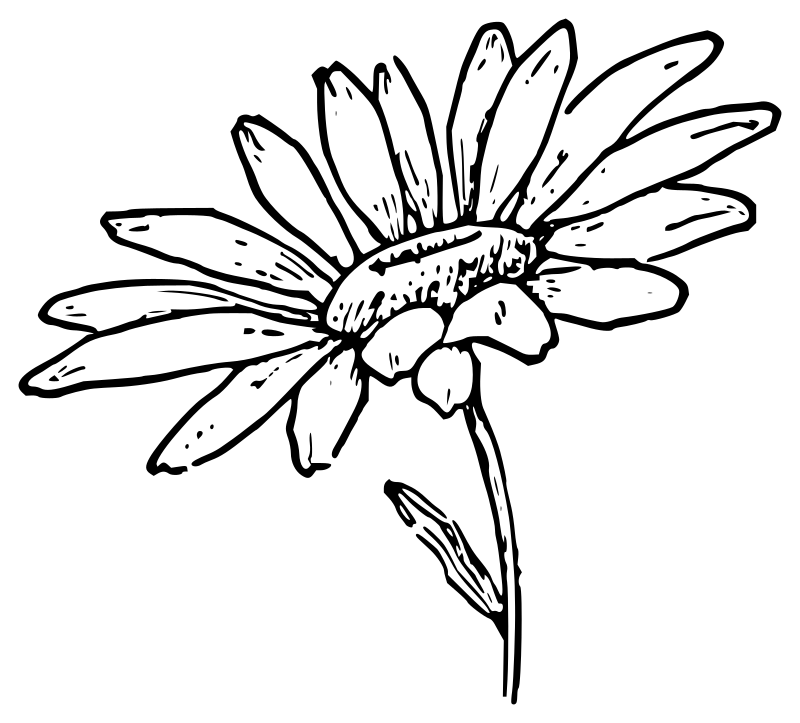 Lutz - Daisy 2 - outline