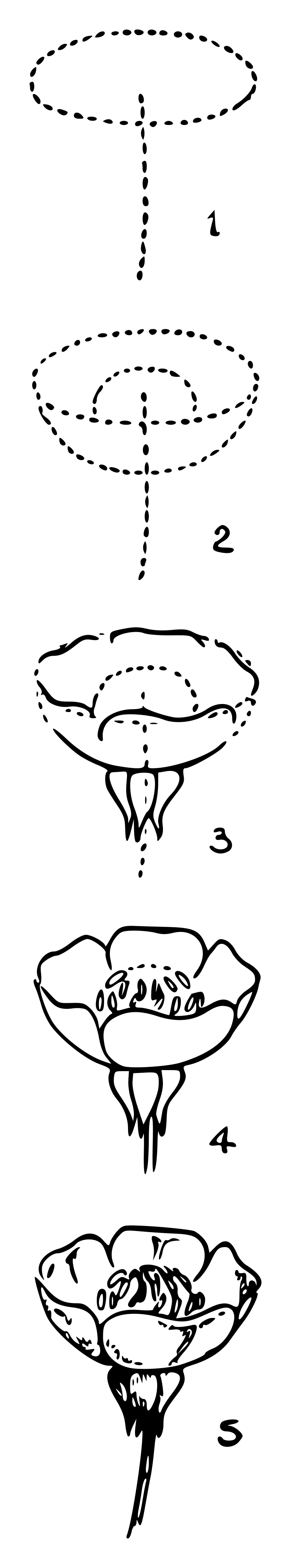 Lutz - Buttercup 2 - in 5 steps