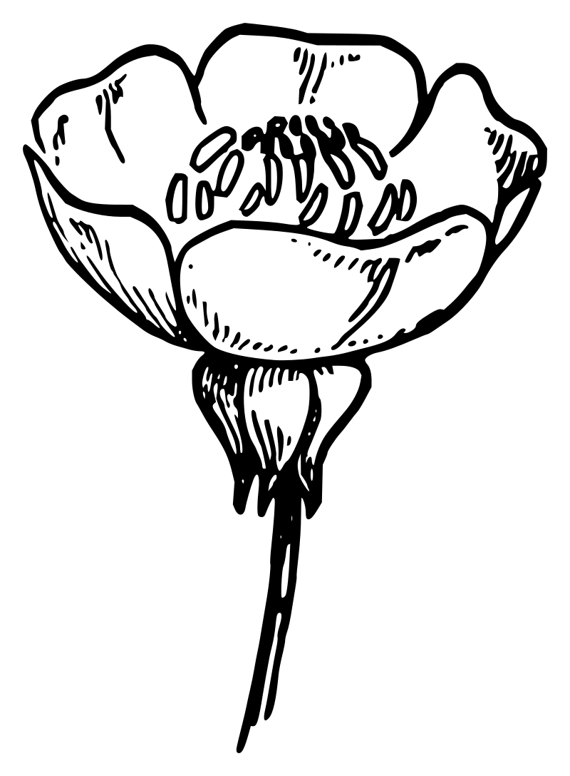 Lutz - Buttercup 2 - outline