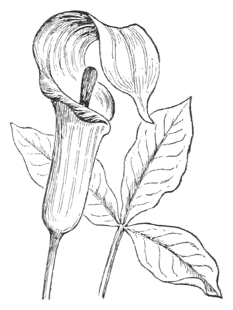 Lutz - Jack-in-the-pulpit - grayscale