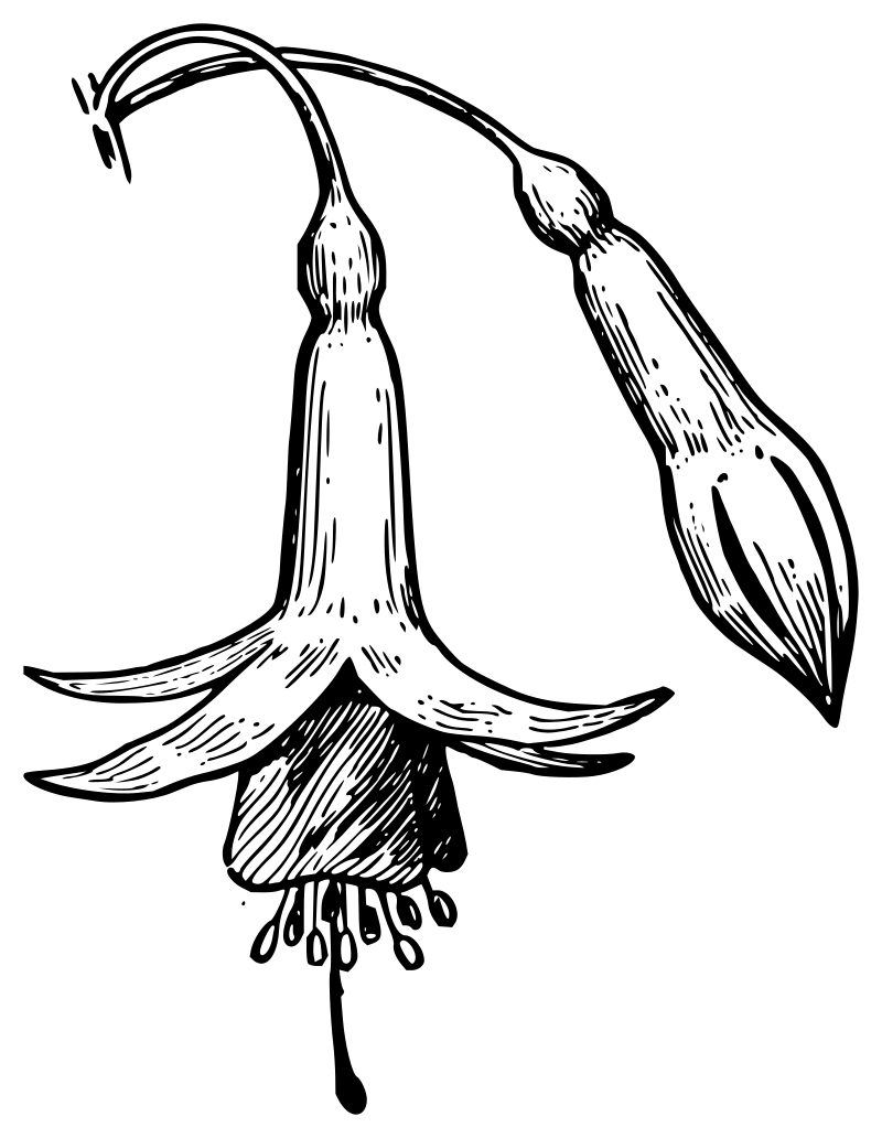 Lutz - Fuchsia - outline