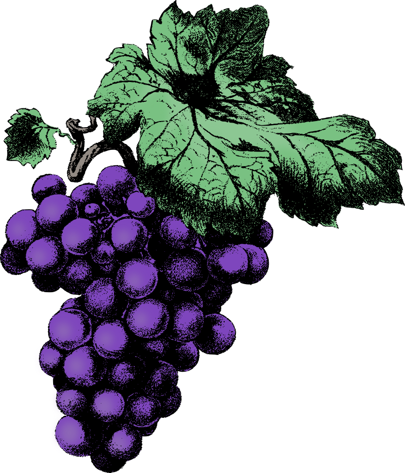 Grapes - Colour Remix