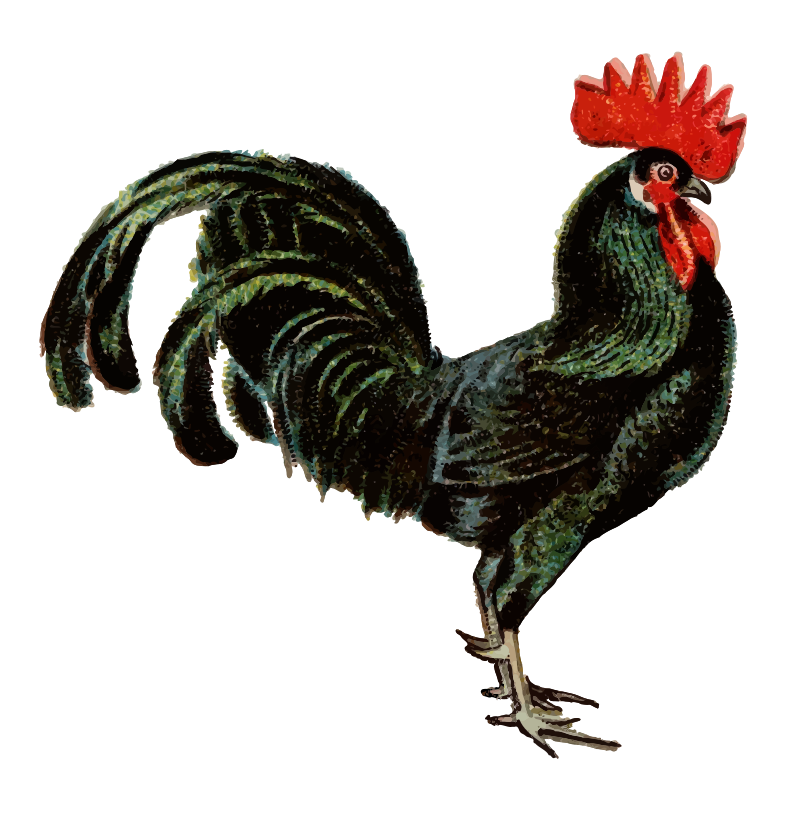 Black Minorca Fowl - Isolated Remix