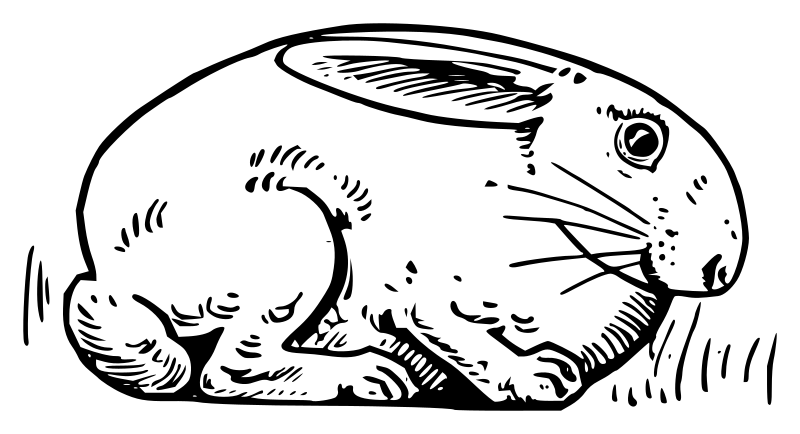 Lutz - Rabbit 3 - outline