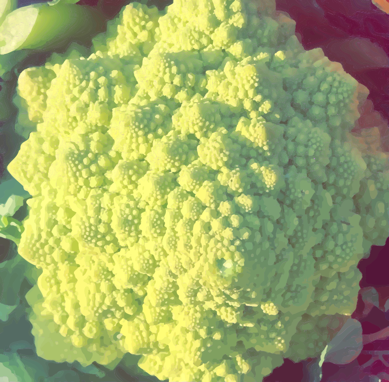 Romanesco Broccoli