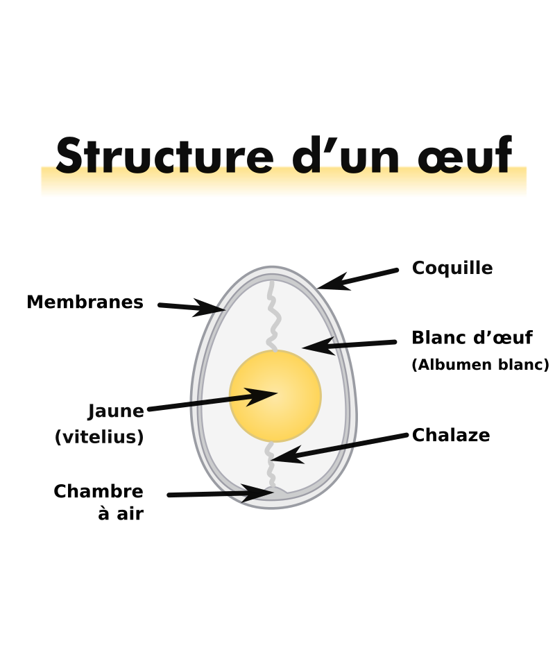 Structure d’un œuf de poule