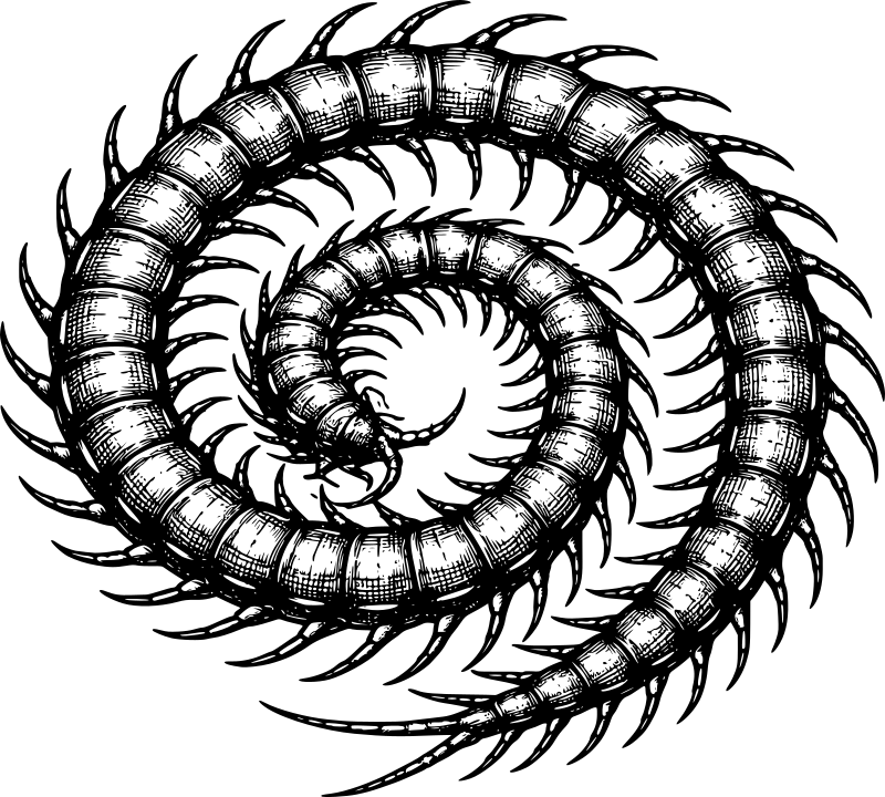 giant coiled centipede