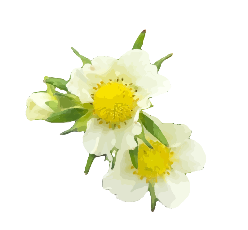 Strawberry Flowers