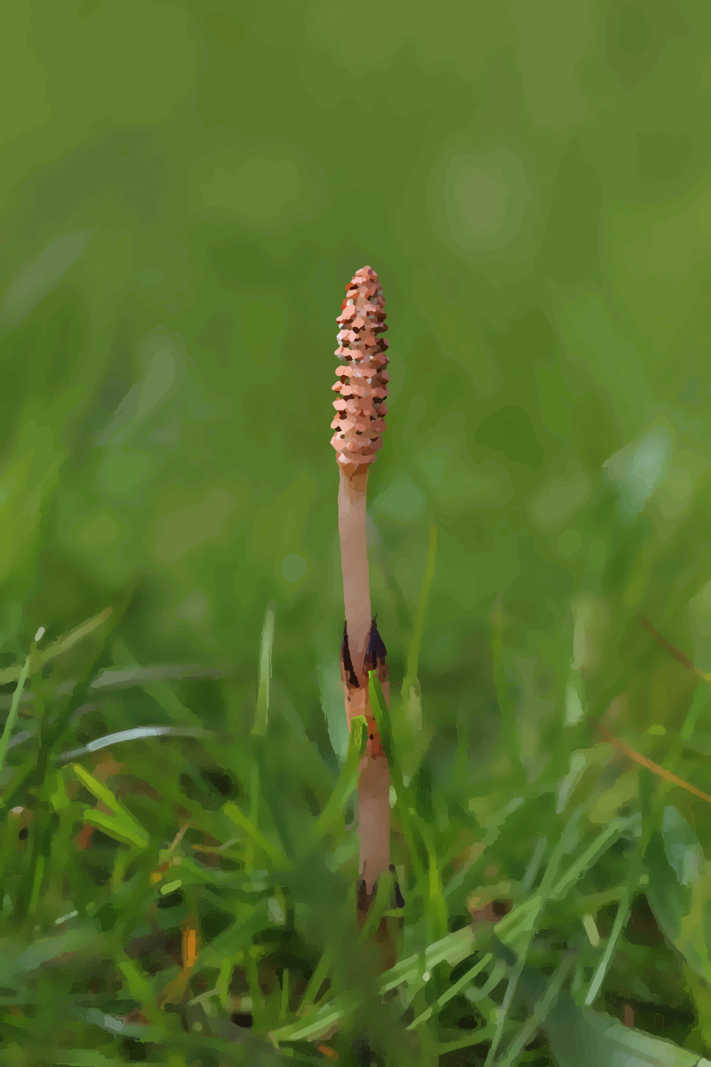 Field Horsetail Shoot