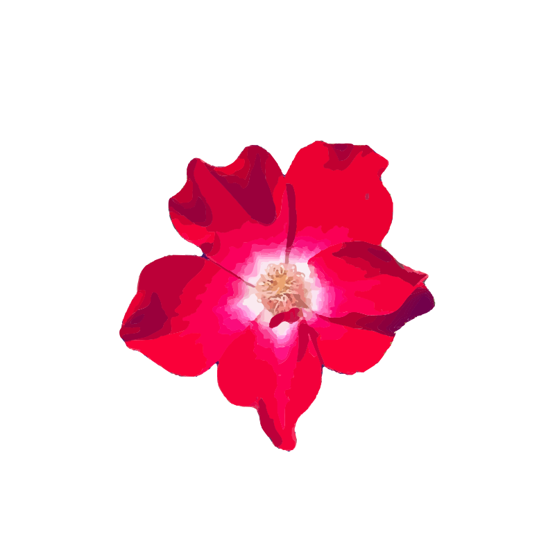 Realistic Red Flower