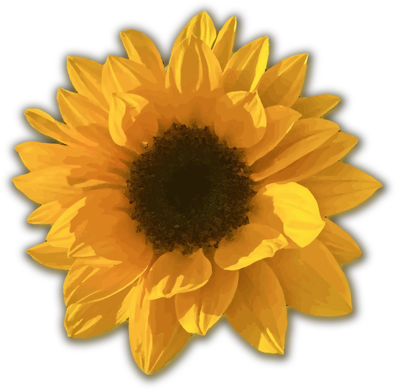 Fluffy Sunflower