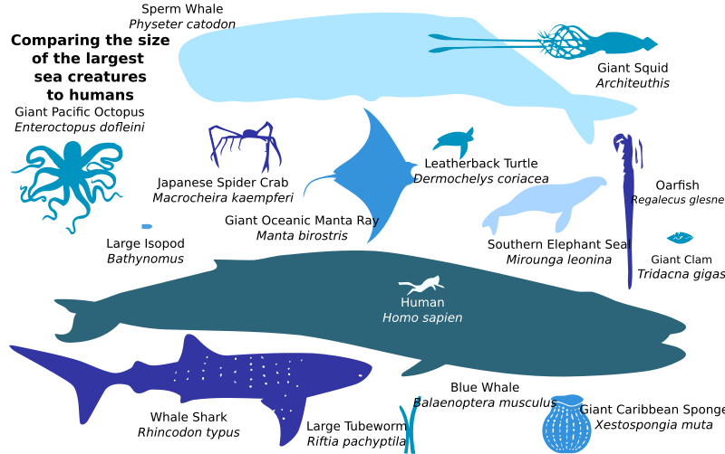 Biggest Fish - English Translation